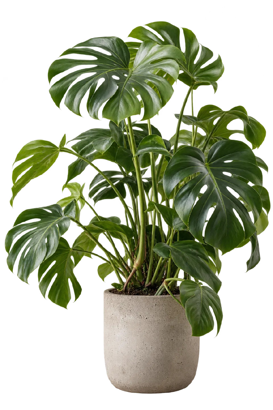 Monstera im hellen Betontopf